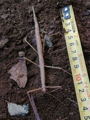 Heteronemia