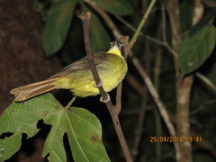 Bleda syndactylus