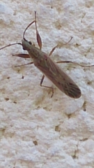 Paromius gracilis