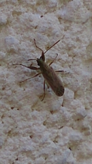 Paromius gracilis