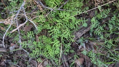 Pholistoma membranaceum