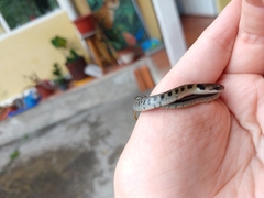 Erythrolamprus epinephalus fraseri