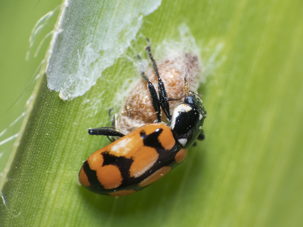 picornavirus supergroup