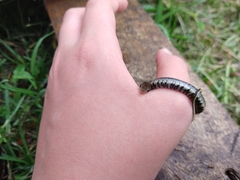 Erythrolamprus epinephalus fraseri