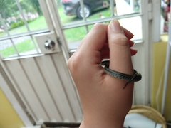 Erythrolamprus epinephalus fraseri