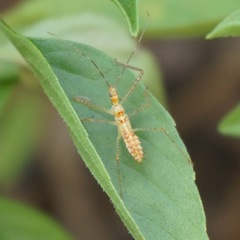 Zelus renardii