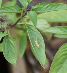 Zelus renardii