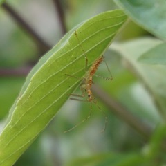 Zelus renardii