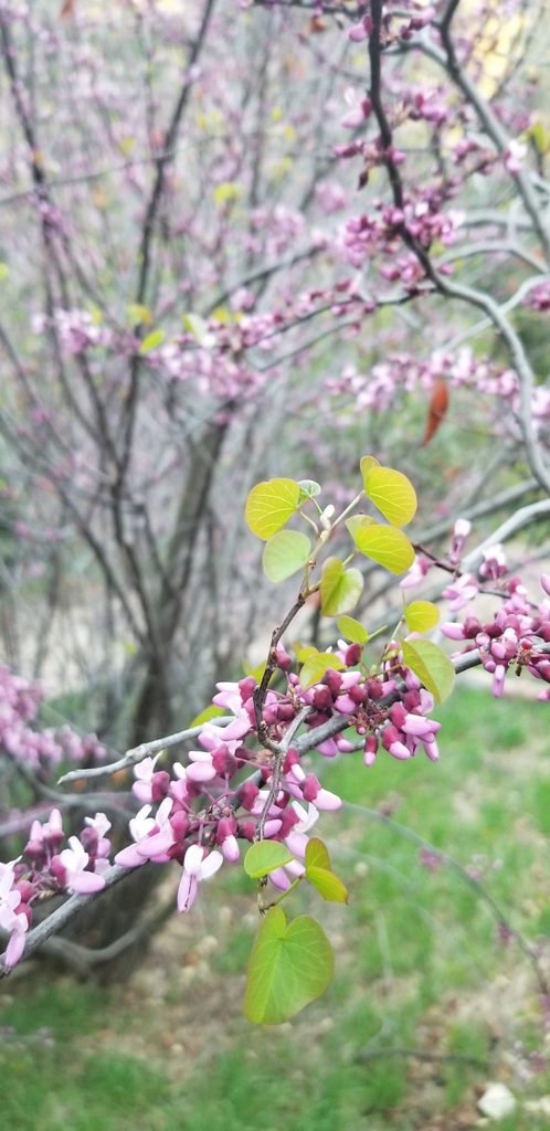 Cercis occidentalis, Burbank, CA 91501, USA