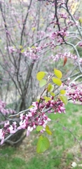 Cercis occidentalis