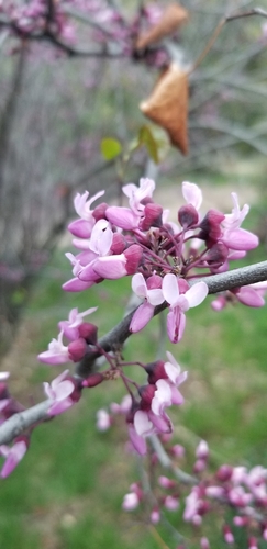 Cercis occidentalis