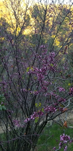 Cercis occidentalis