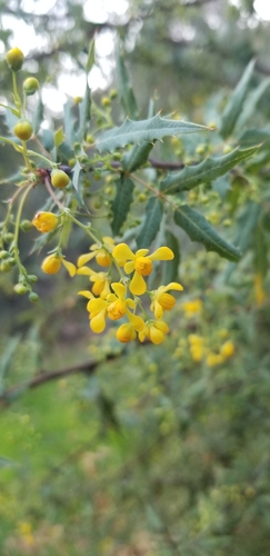 Image of Berberis nevinii by (c) Andrew Pogany, some rights reserved (CC BY)