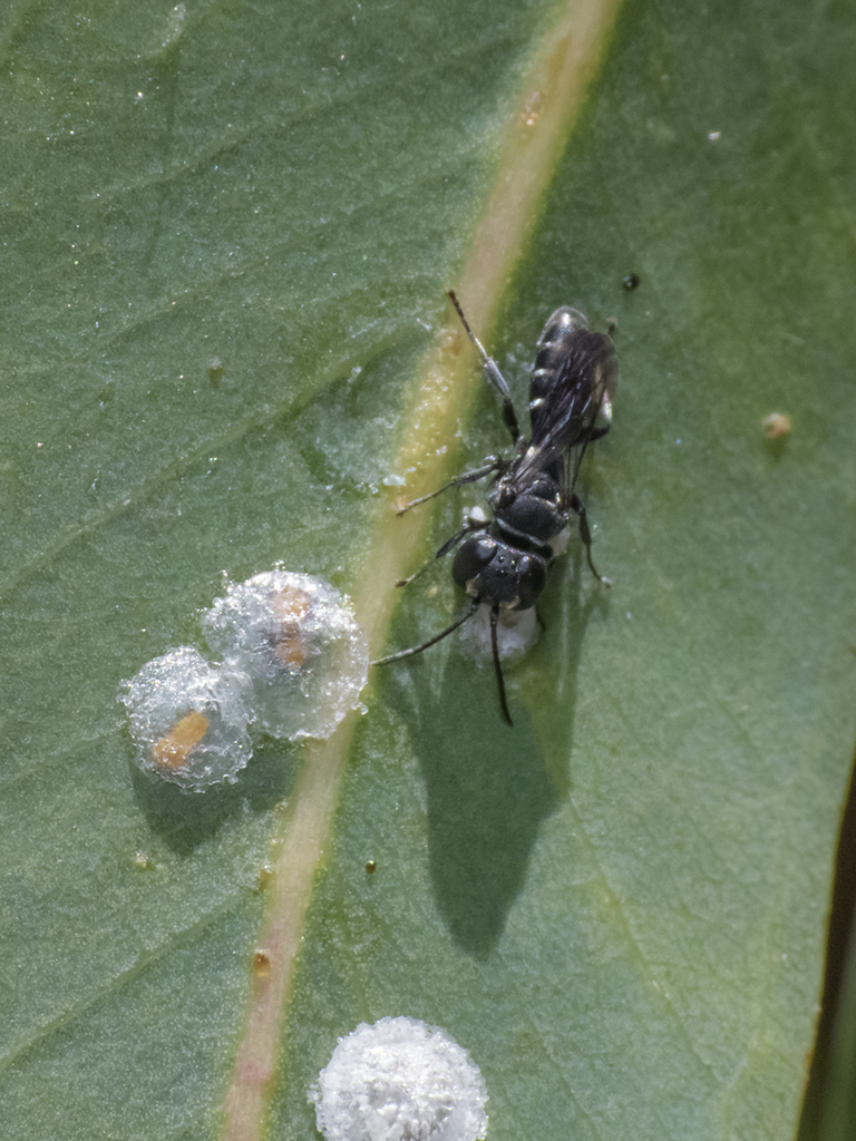 Pisonopsis areolata