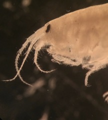 Echinogammarus stoerensis