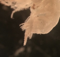 Echinogammarus stoerensis