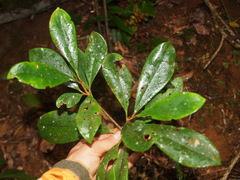 Ternstroemia