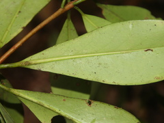 Ternstroemia