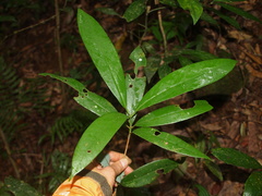 Machilus