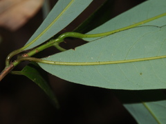 Machilus
