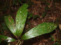 Machilus