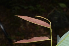 Friesodielsia