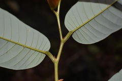 Friesodielsia