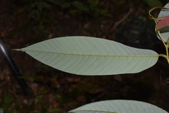 Friesodielsia