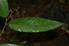 Friesodielsia