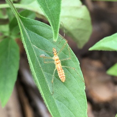 Zelus renardii