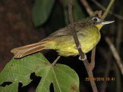 Bleda syndactylus