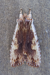 Lithophane petulca