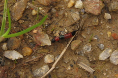 Parameropaederus lusitanicus