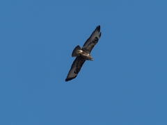 Buteo buteo