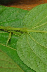 Eriosema lucipetum