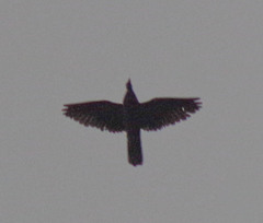 Patagioenas