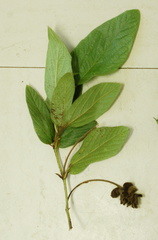 Eriosema lucipetum