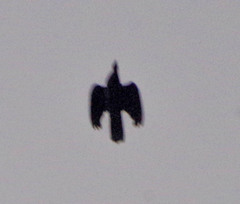 Patagioenas