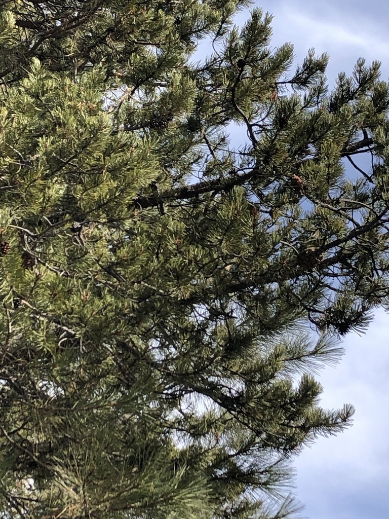 Interior Lodgepole Pine from Deschutes County, OR, USA on March 8, 2021 at 1028 AM by Bob Earle