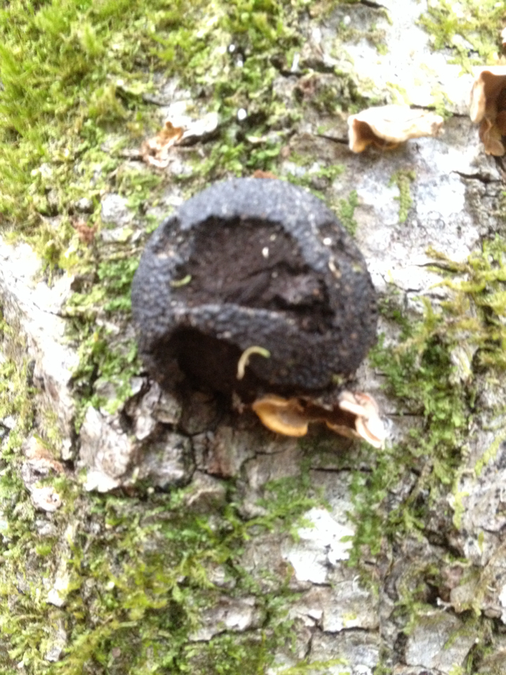 Annulohypoxylon thouarsianum image