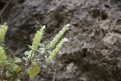 Scutellaria sieberi