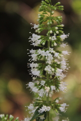 Cunila leucantha