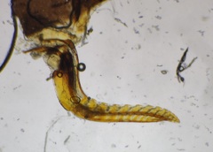 Dolerus vestigialis