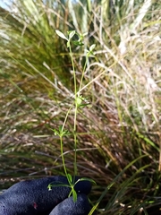 Galium trilobum