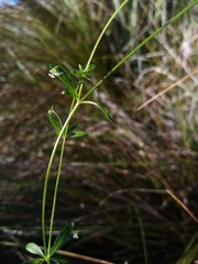 Galium trilobum