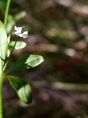 Galium trilobum
