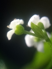 Galium trilobum