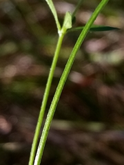 Galium trilobum