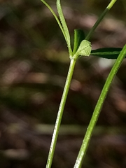 Galium trilobum