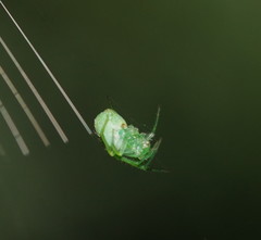 Araneus ginninderranus
